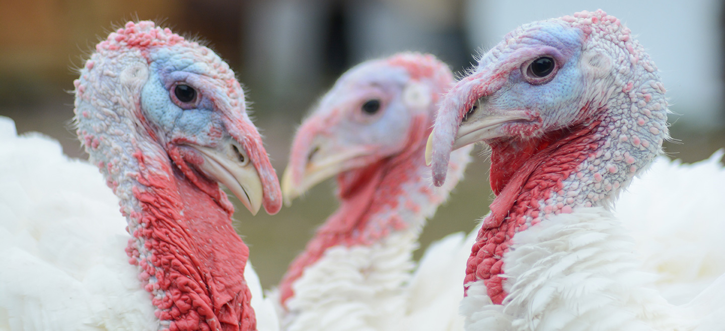 Portrait von 3 Puten, zwei gucken, alle drei gucken in die Kamera