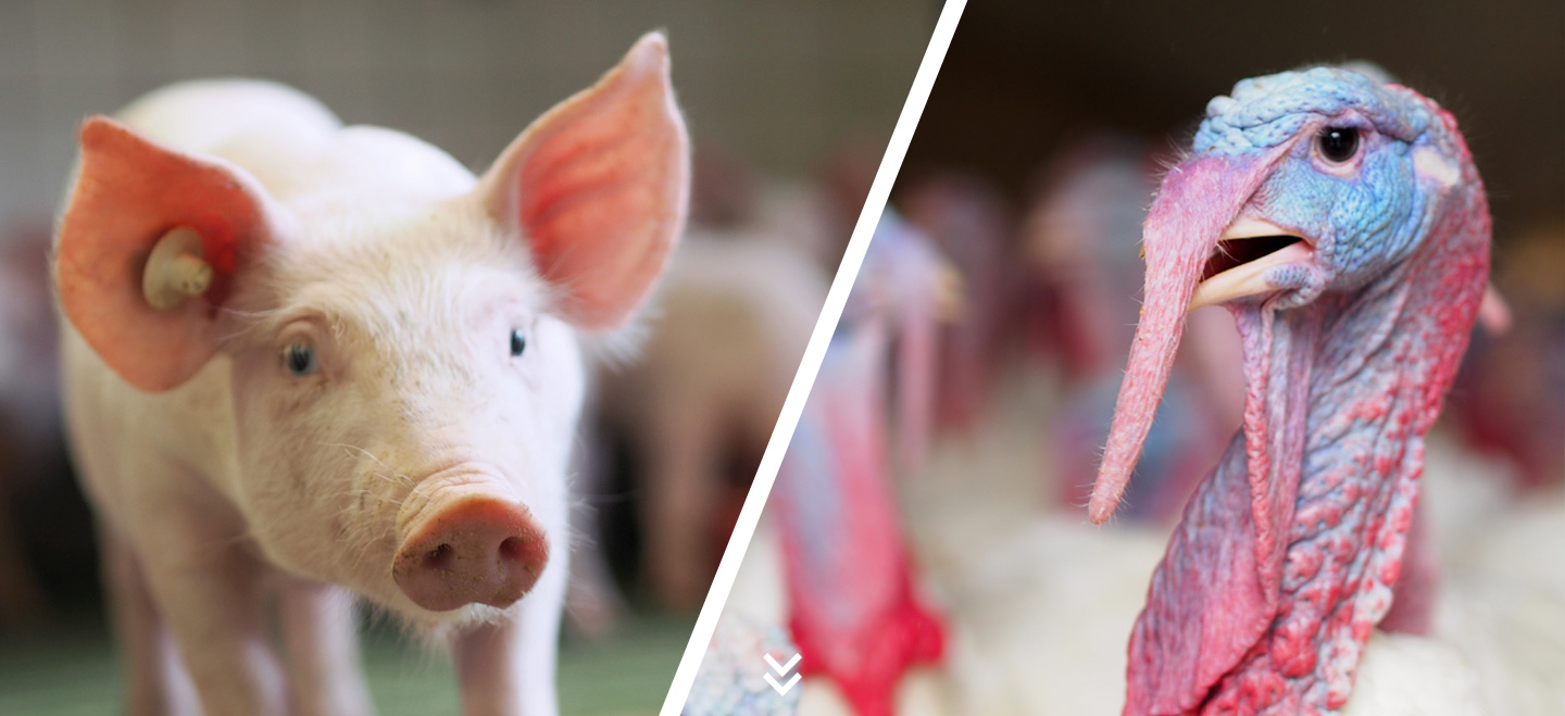 Tierärztliche Gemeinschaftspraxis |Ferkel und Truthahn getrennt mit einem weißen Balken und einem Pfeil nach unten.