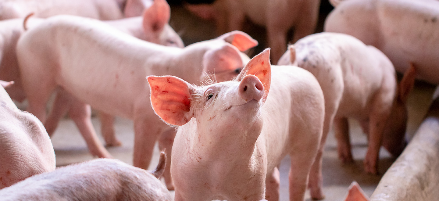 Junge Schweine im Stall